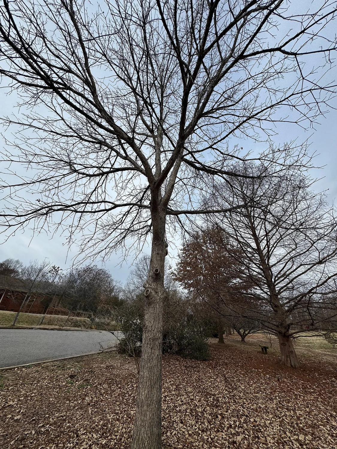 Swamp white oak — a broad, generous giant