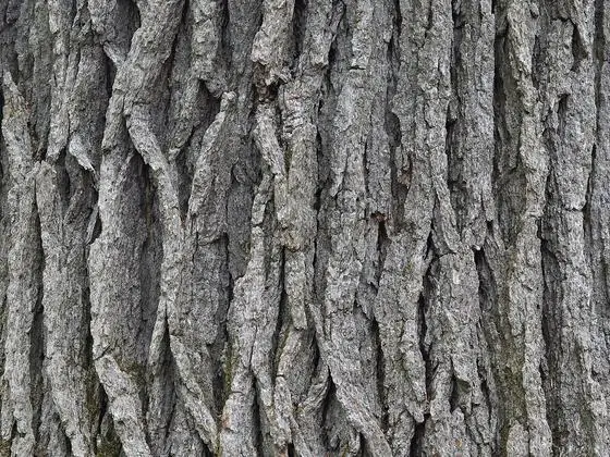 Bark