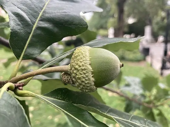 Fruit