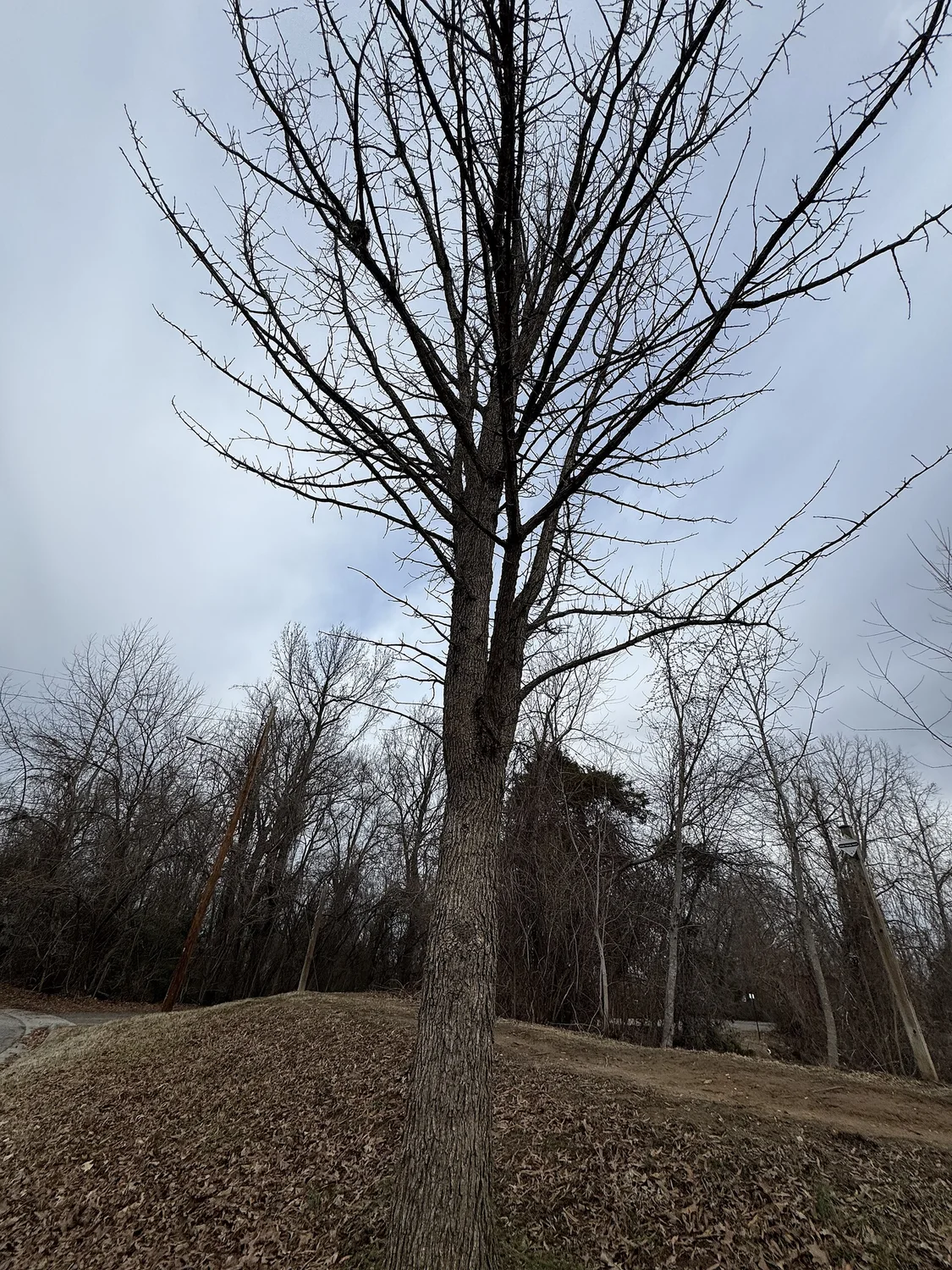 Bur oak — craggy and permanent