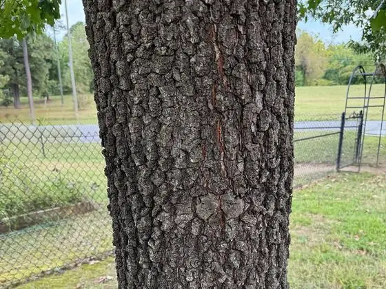 Bark