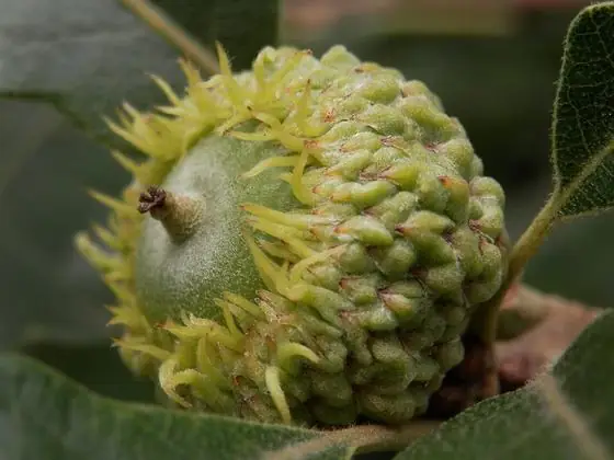 Fruit