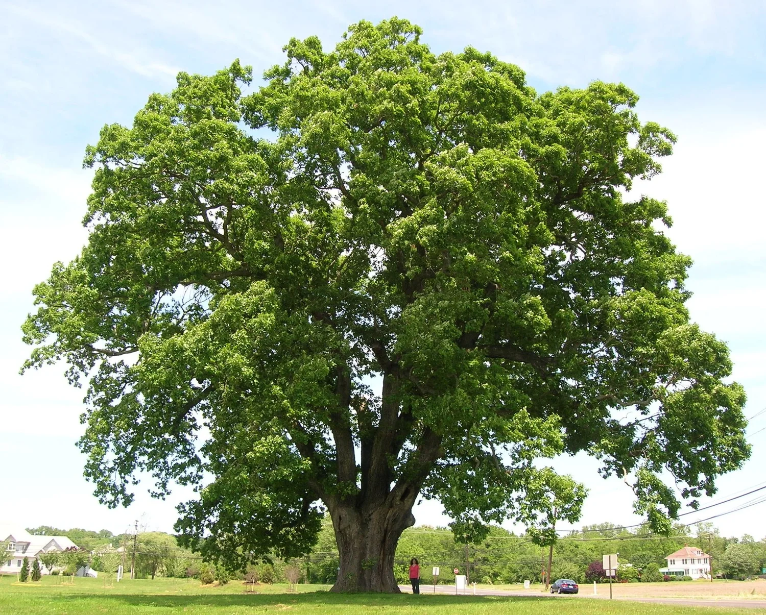 White oak — the spreading savanna form