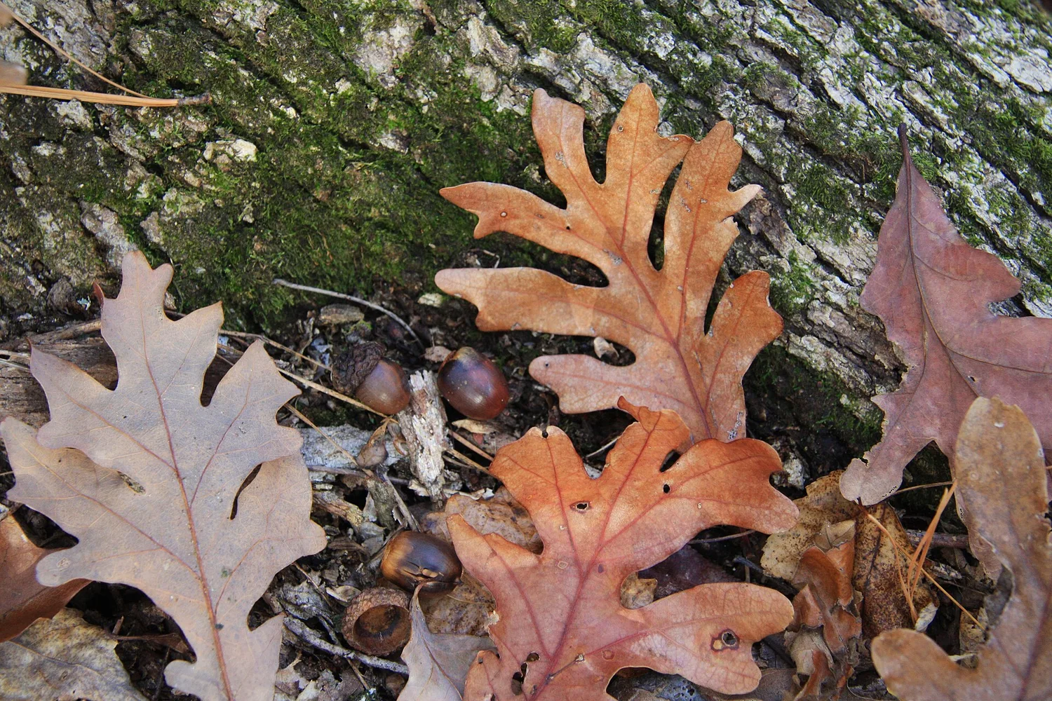 Fruit