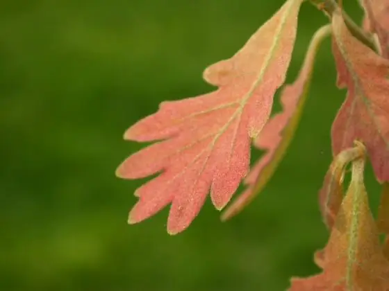 Leaf