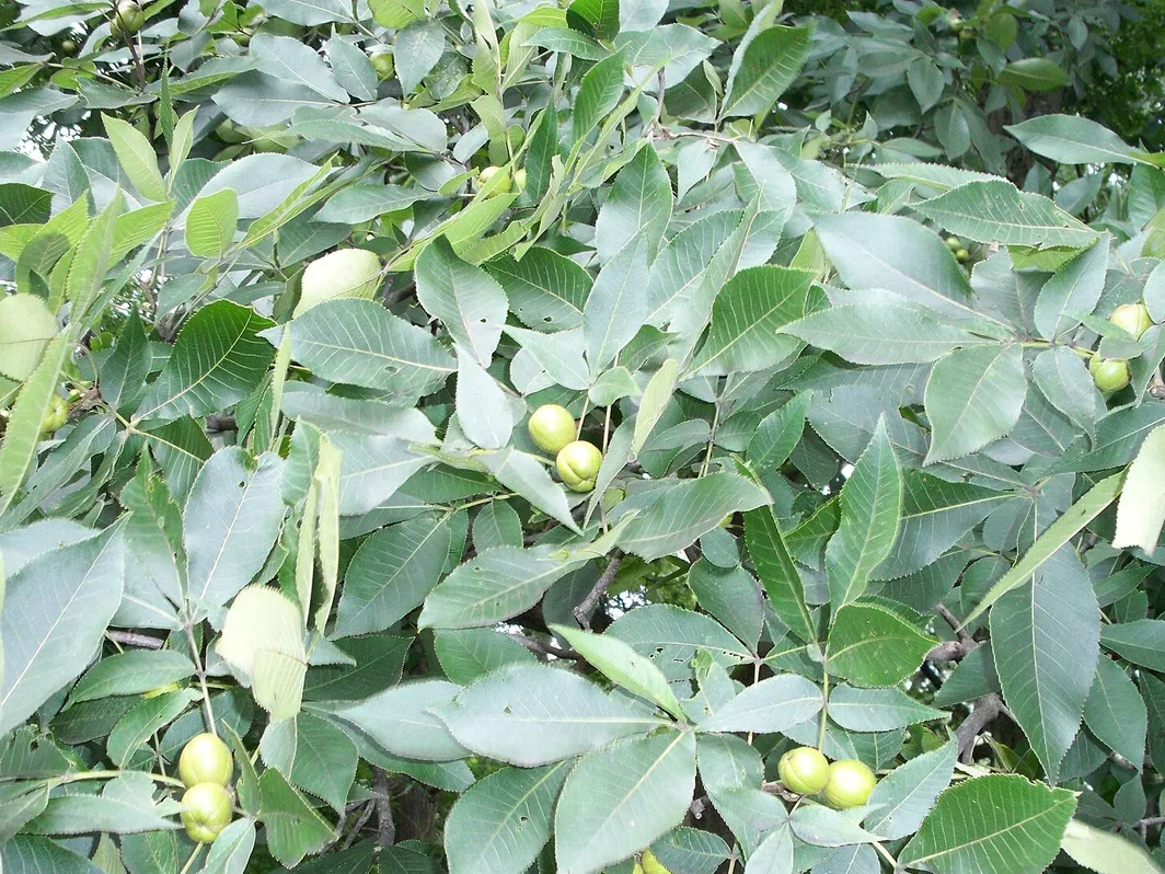 Shagbark hickory — narrow-crowned and tall