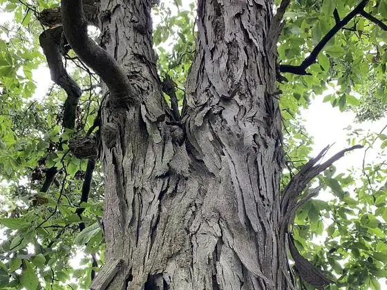Bark