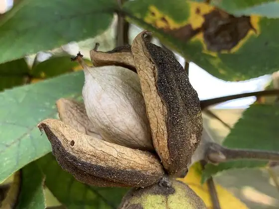 Fruit