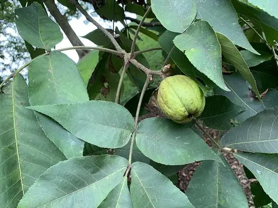 Leaf