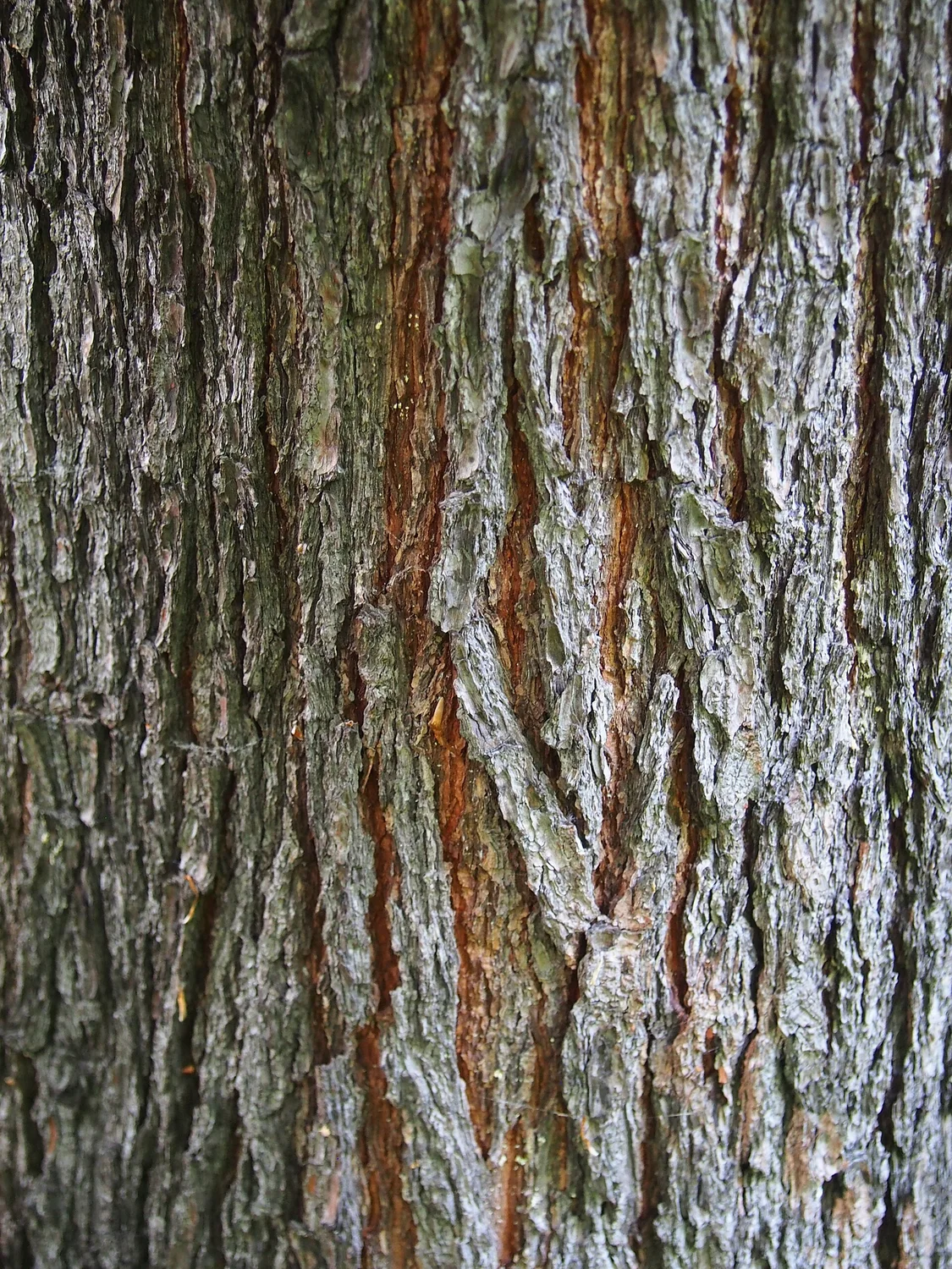 Eastern white pine — soft five-needle evergreen