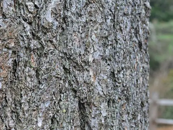 Bark