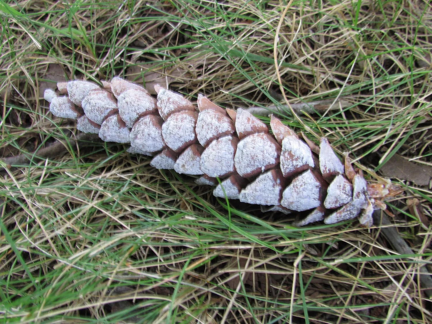 Fruit / cone