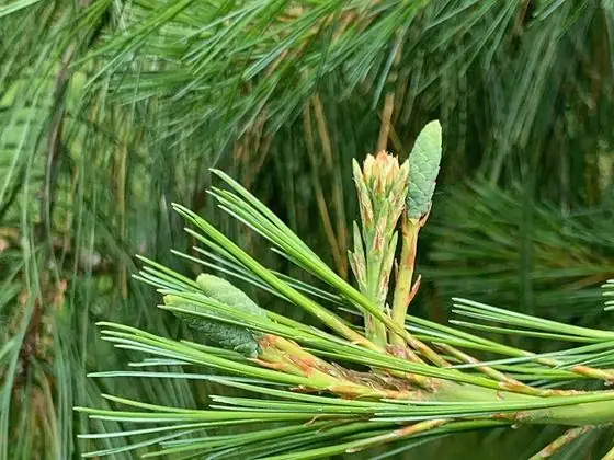 Needles