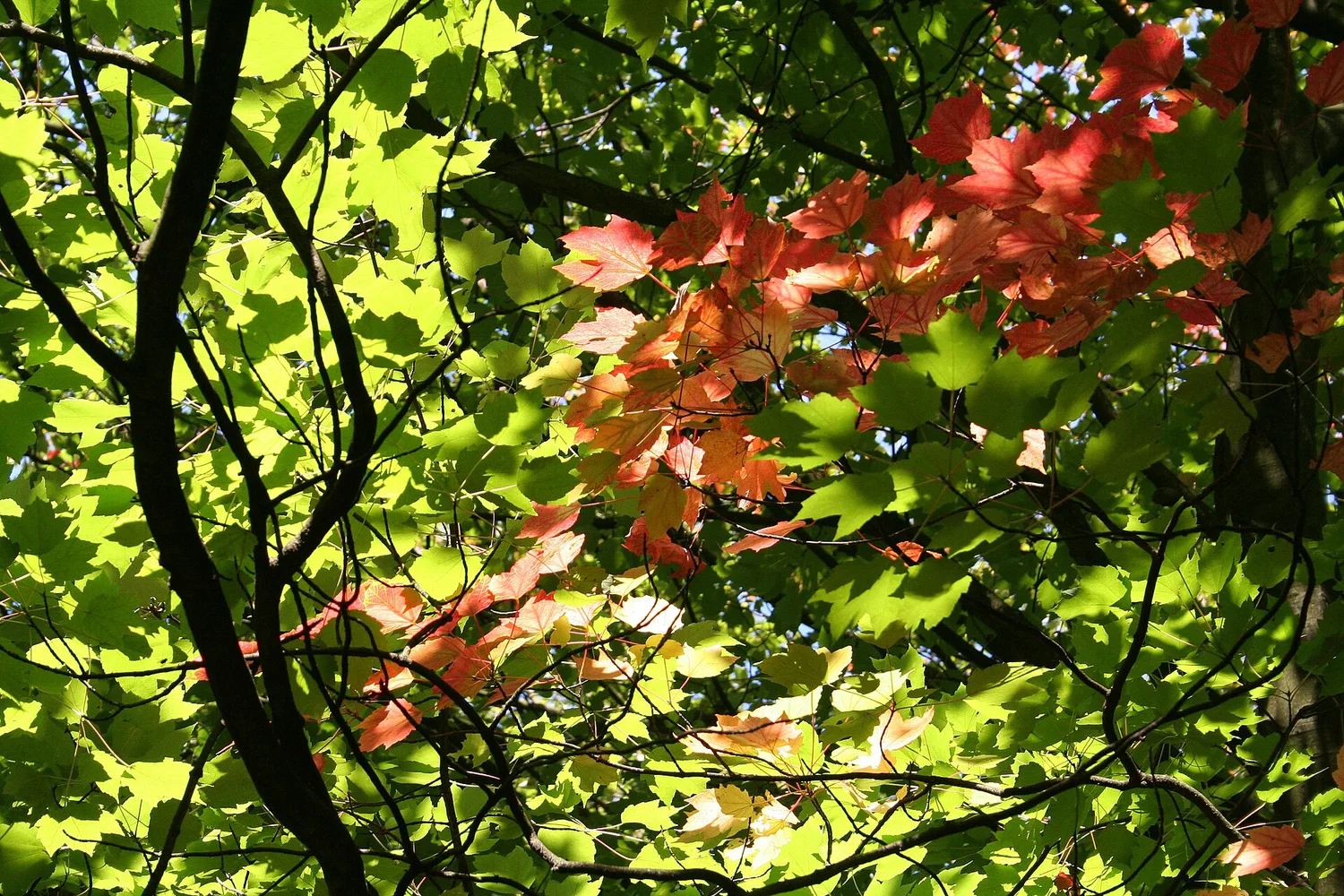 Red maple — fast-growing, October scarlet