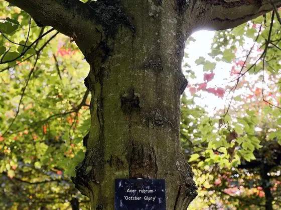 Bark