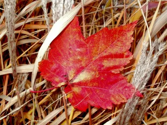 Leaf