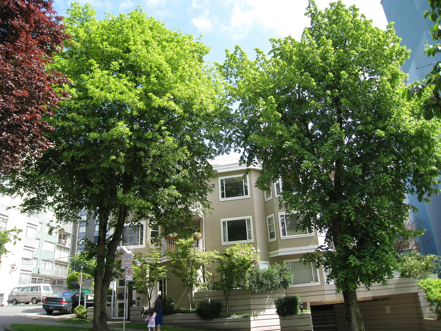 American basswood — the bee tree
