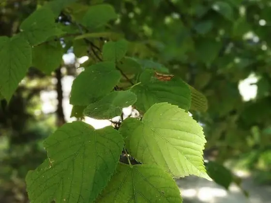 Leaf