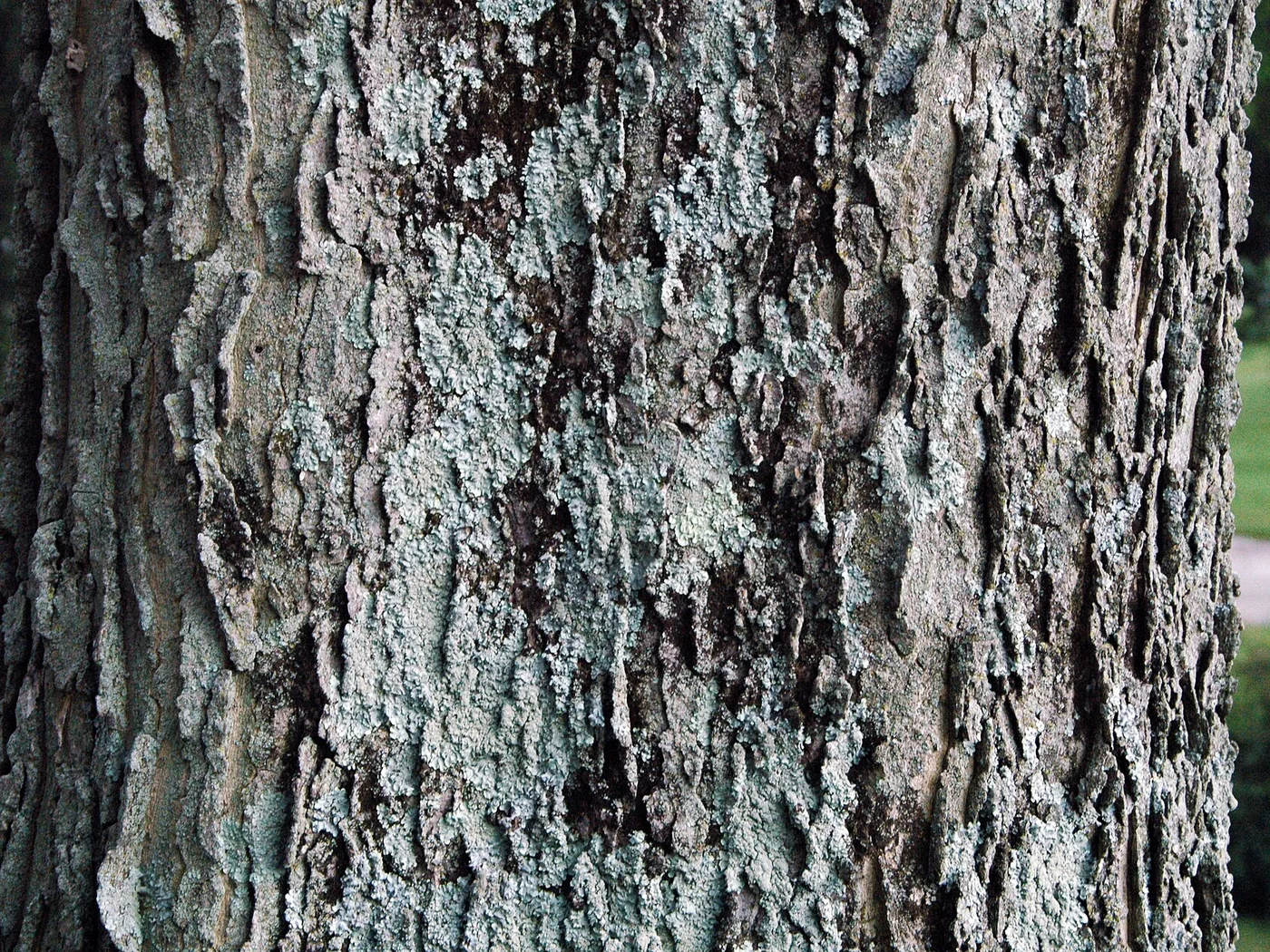 Hackberry — fast shade, winter berries