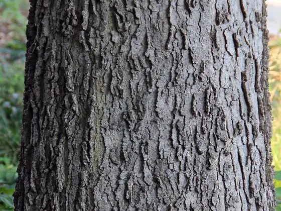 Bark