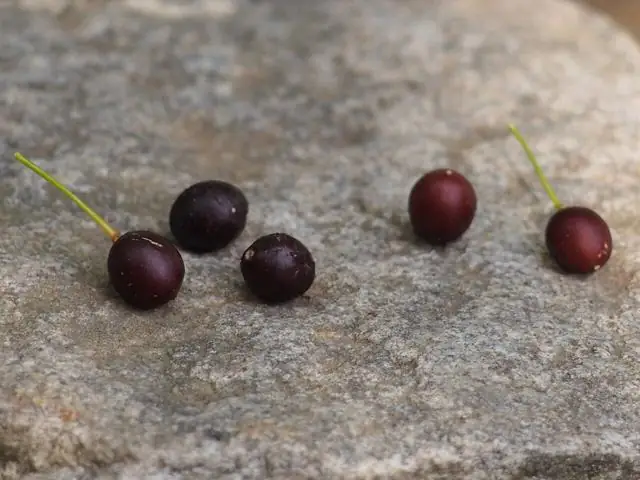 Fruit