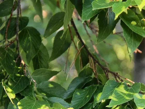 Leaf
