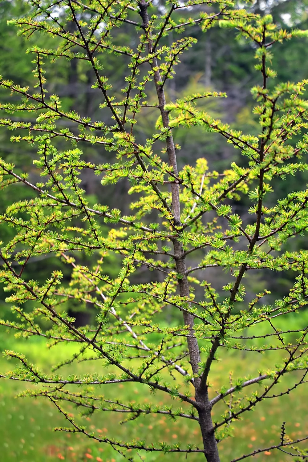 Tamarack — the conifer that turns gold and lets go