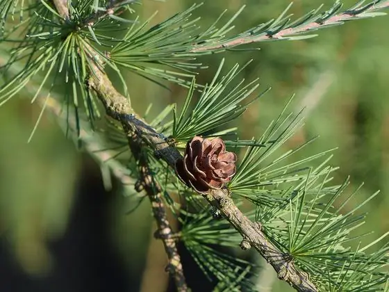 Fruit / cone