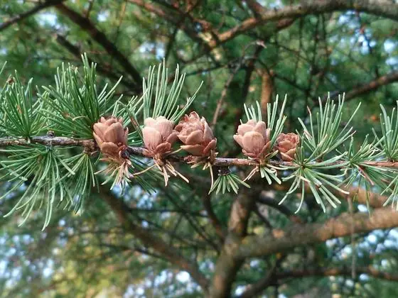 Needles