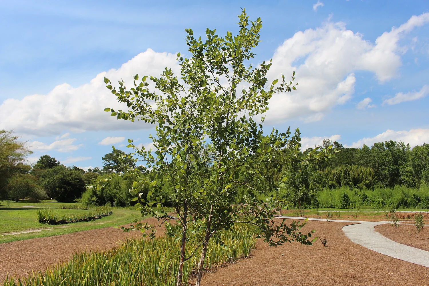 River birch — peeling cinnamon bark, loves wet ground