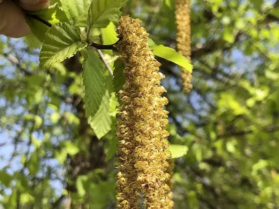 Fruit