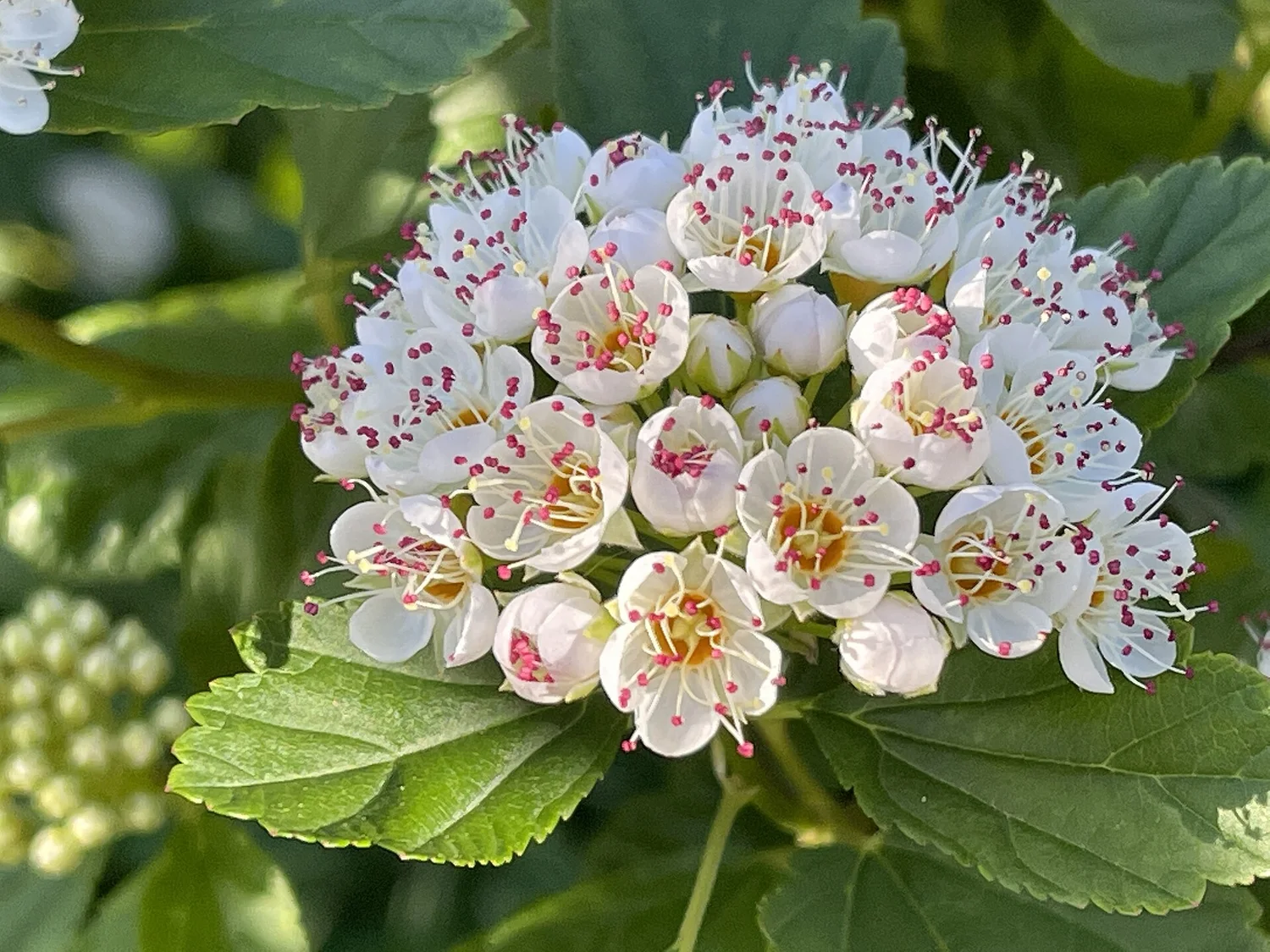 Ninebark — flowers and peeling bark