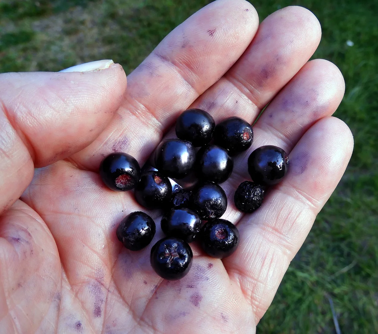 Black chokeberry — fall fruit