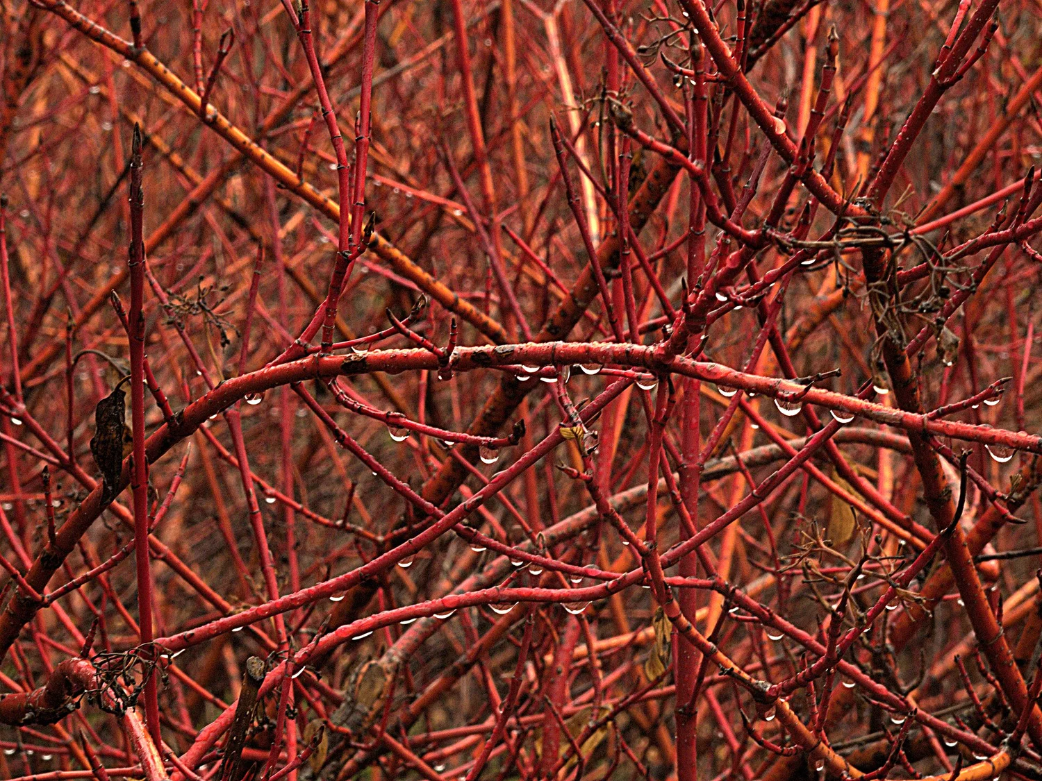Red-osier dogwood — winter stems