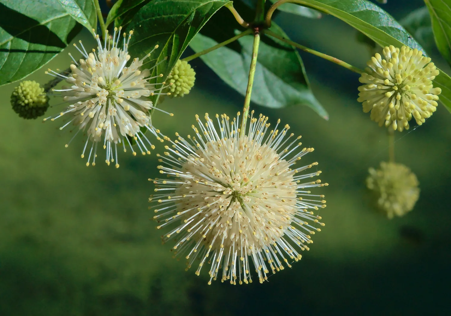 Buttonbush in midsummer bloom