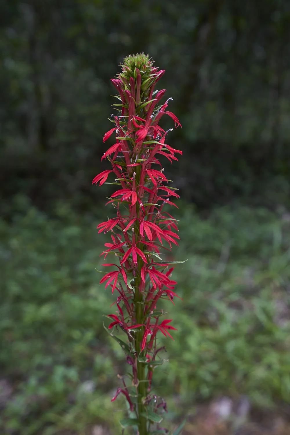 Cardinal flower — hummingbird scarlet