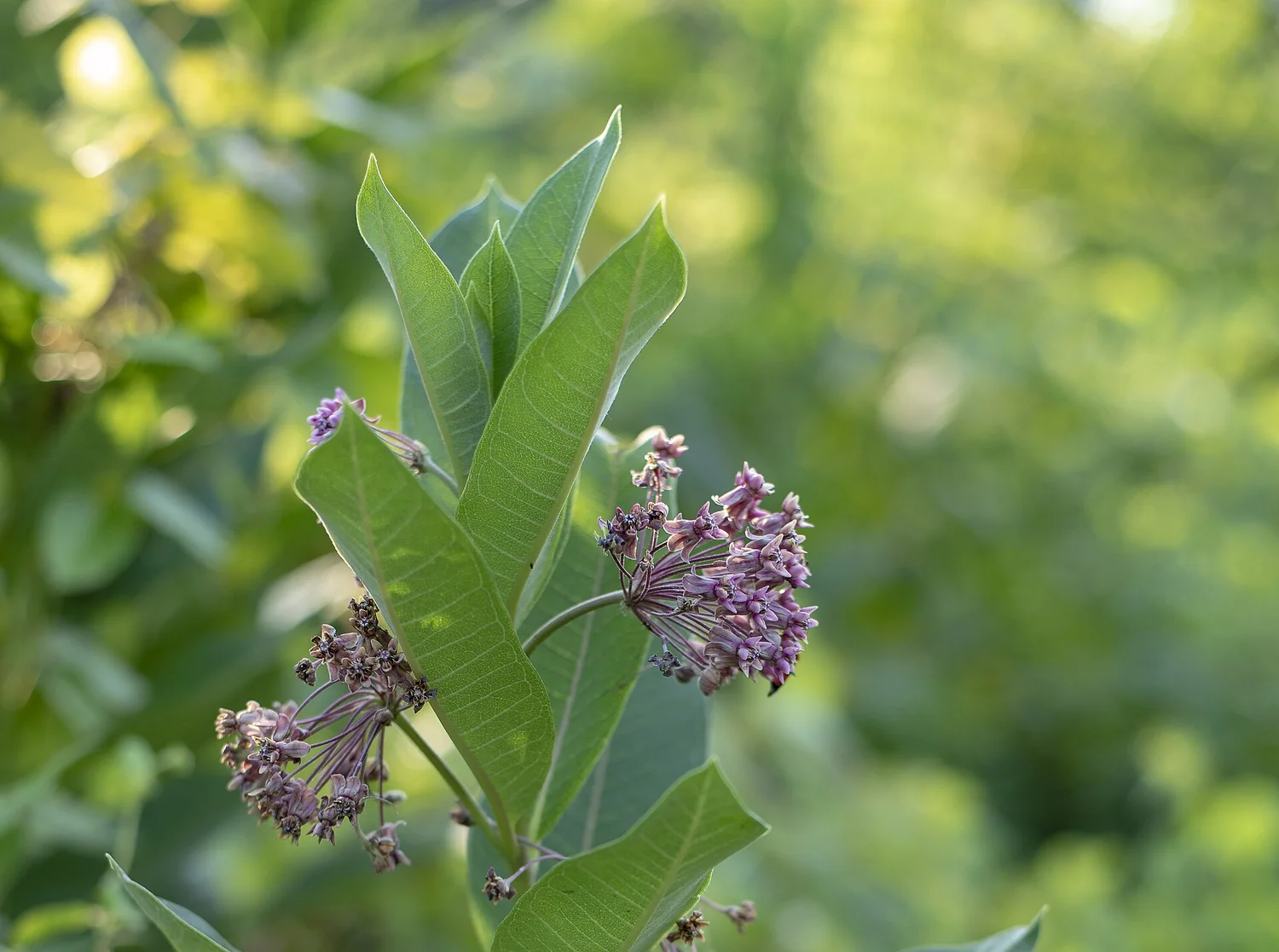 Swamp milkweed — monarch food