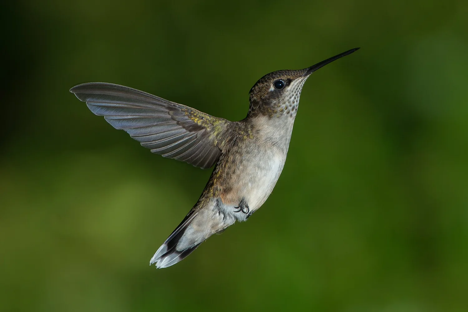 Ruby-throated hummingbird