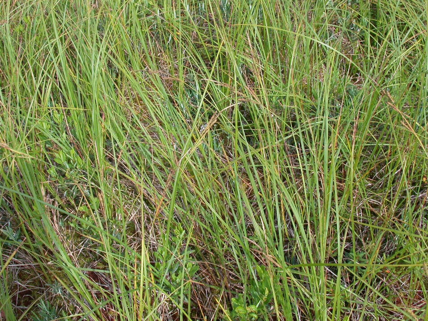 Native sedge — gold in autumn