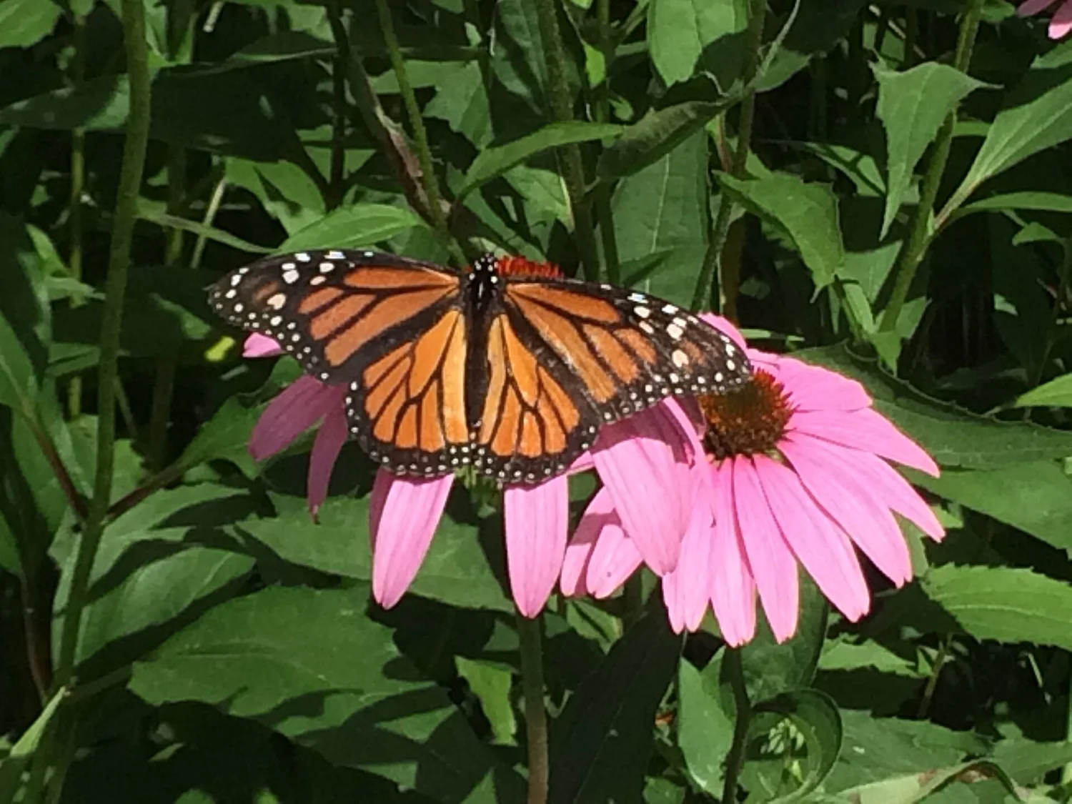 Purple coneflower — with a visiting monarch