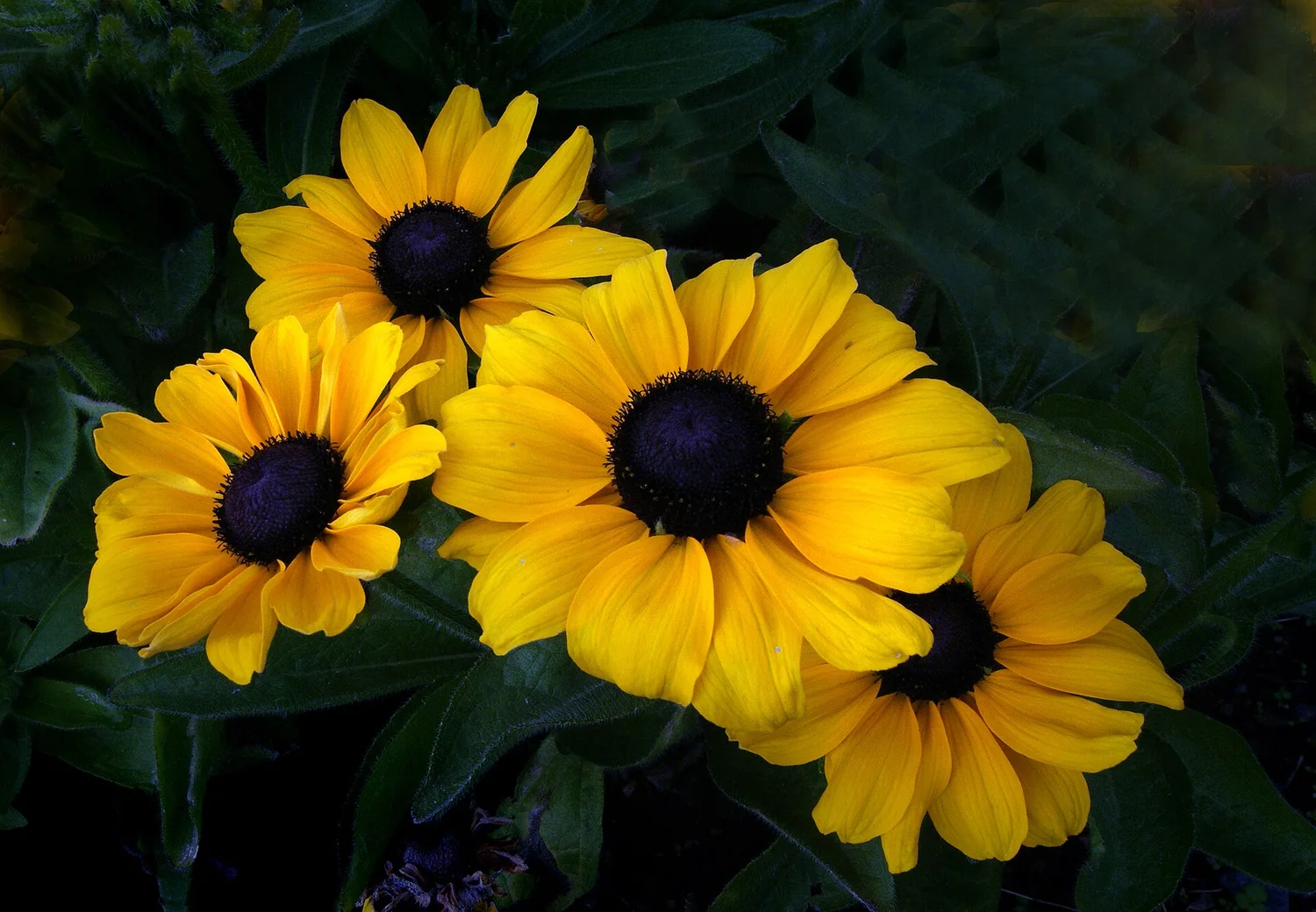 Black-eyed Susan — the roadside gold of summer