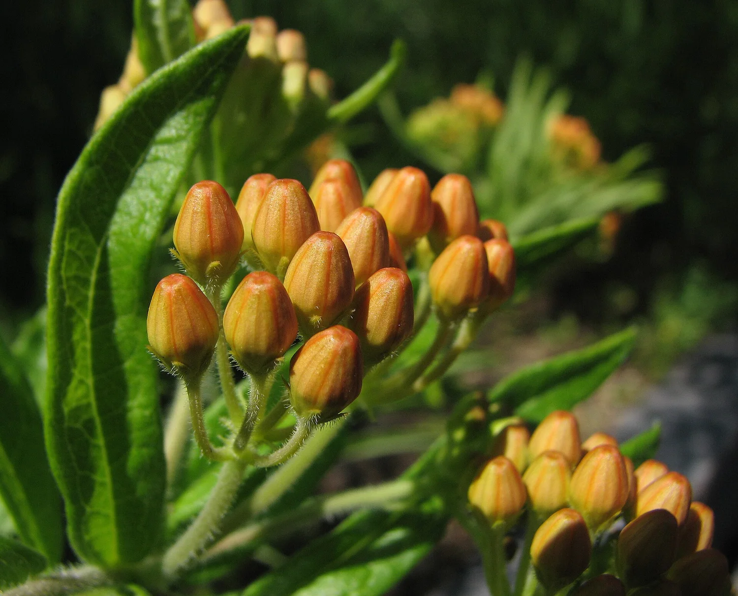 Butterfly weed — a native milkweed, monarch host