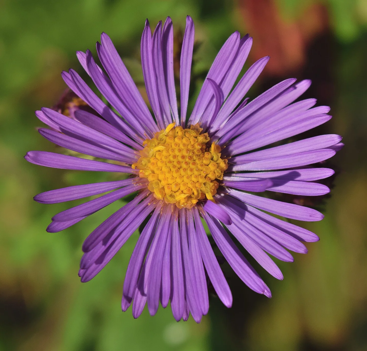 New England aster — the last nectar before frost
