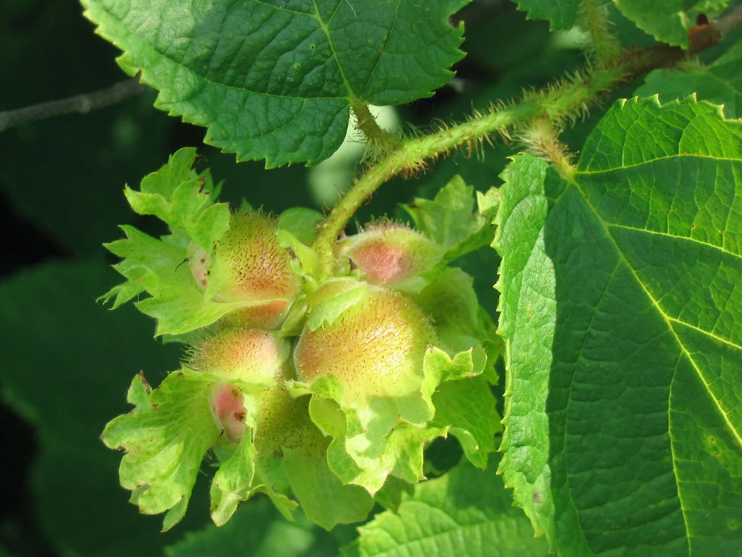 American hazelnut