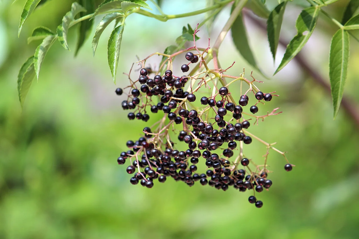 Elderberry — late-summer clusters
