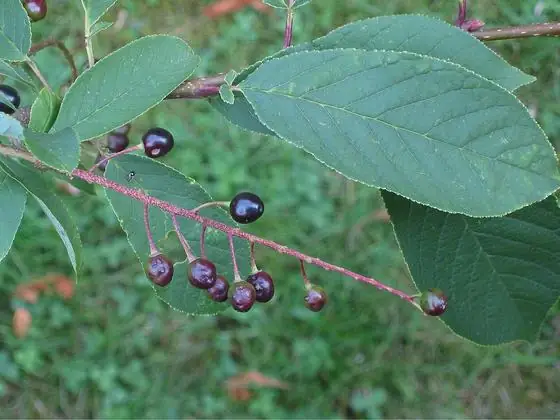 Fruit (ripe black)