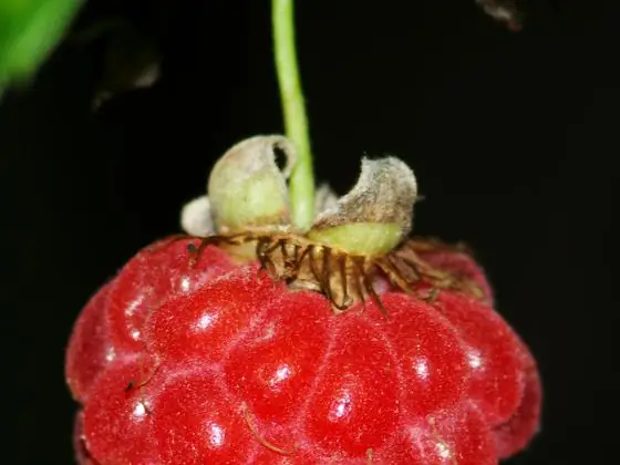 Red raspberry