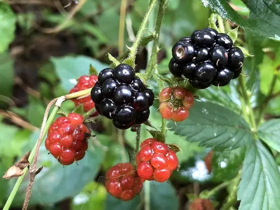 Blackberry
