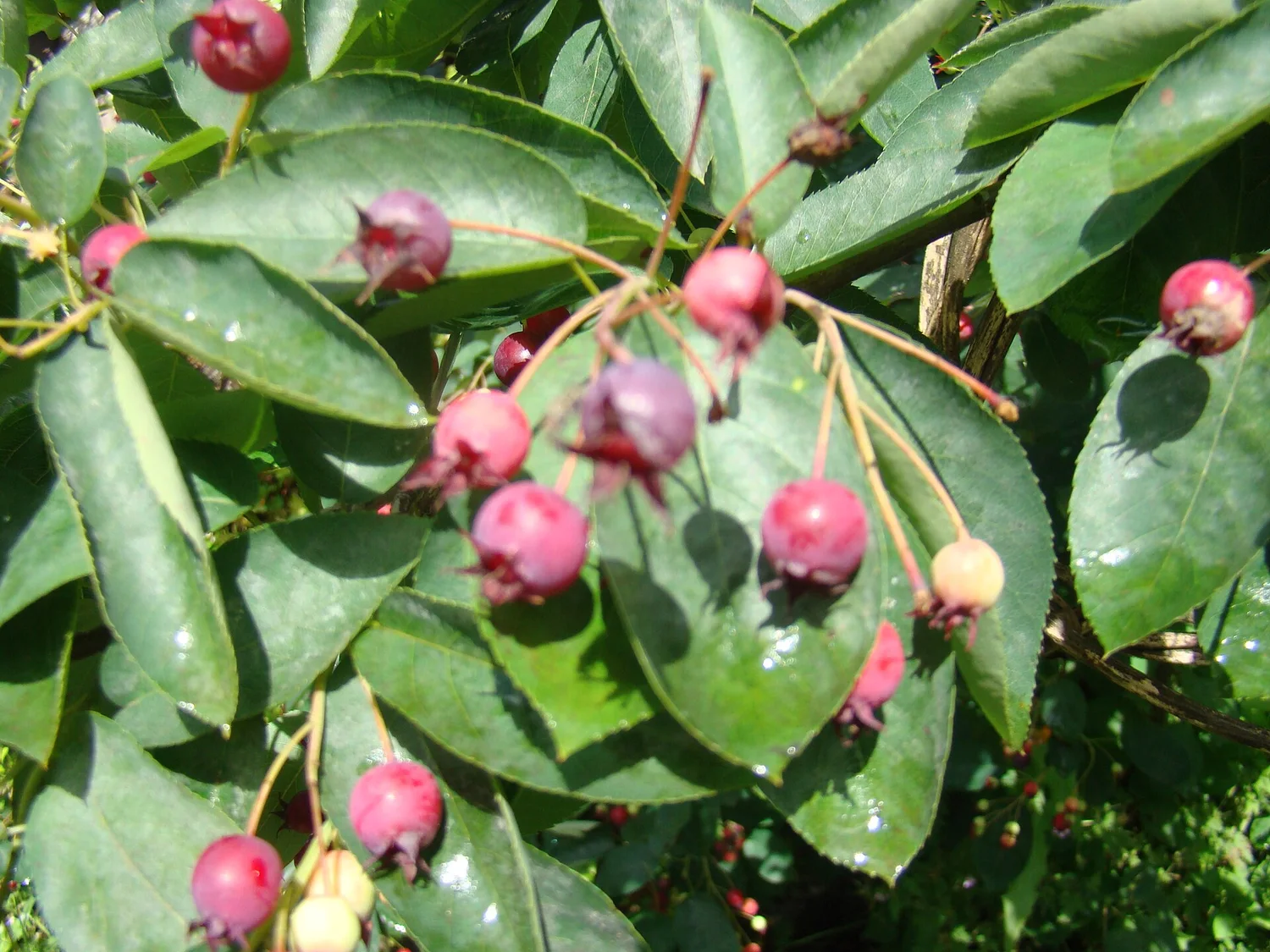 Serviceberry in fruit