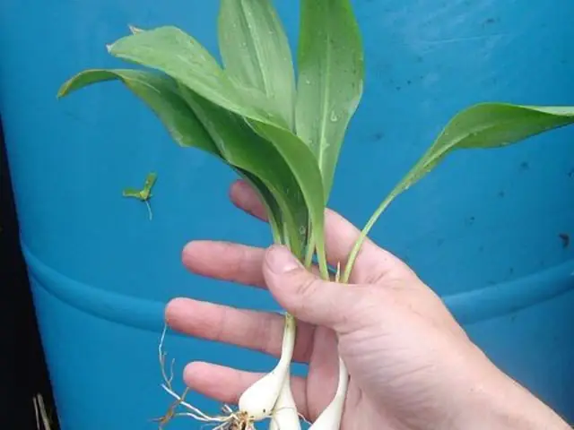 Ramps — the spring delicacy